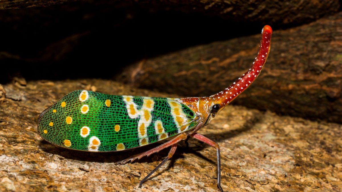 Кокон цикады