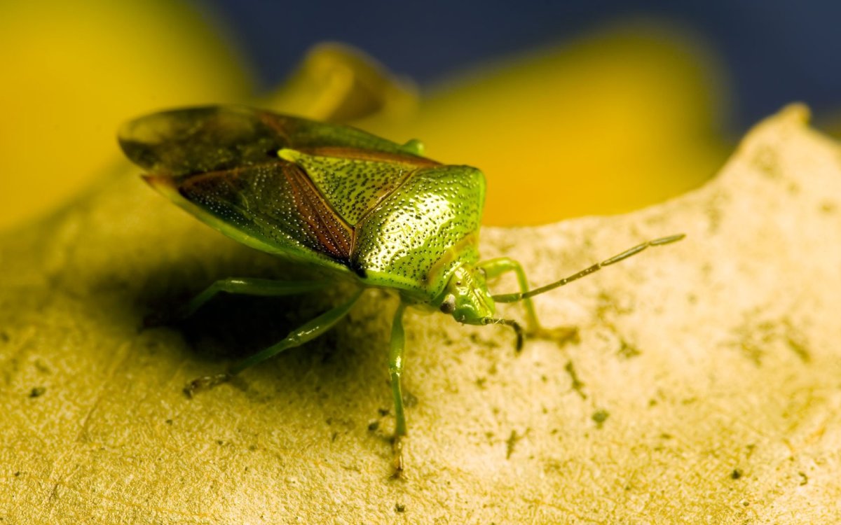 Жук Листоед макрофотография