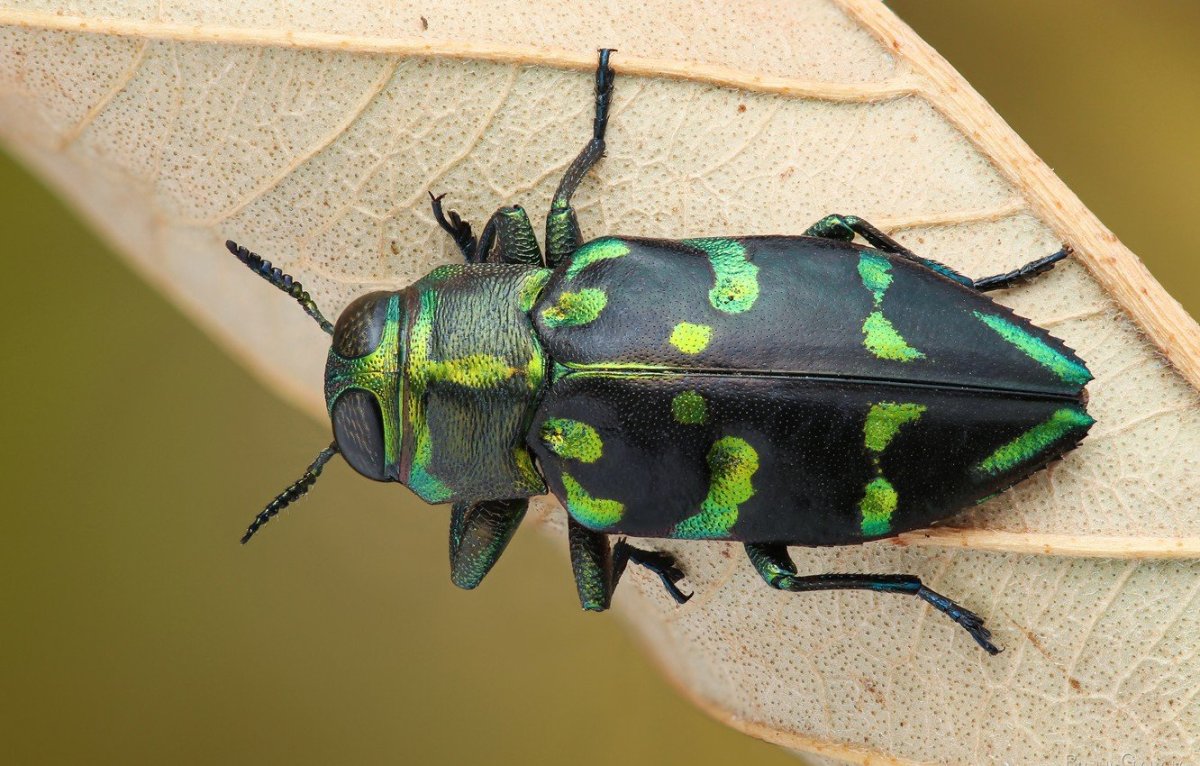 Жук пискунчик