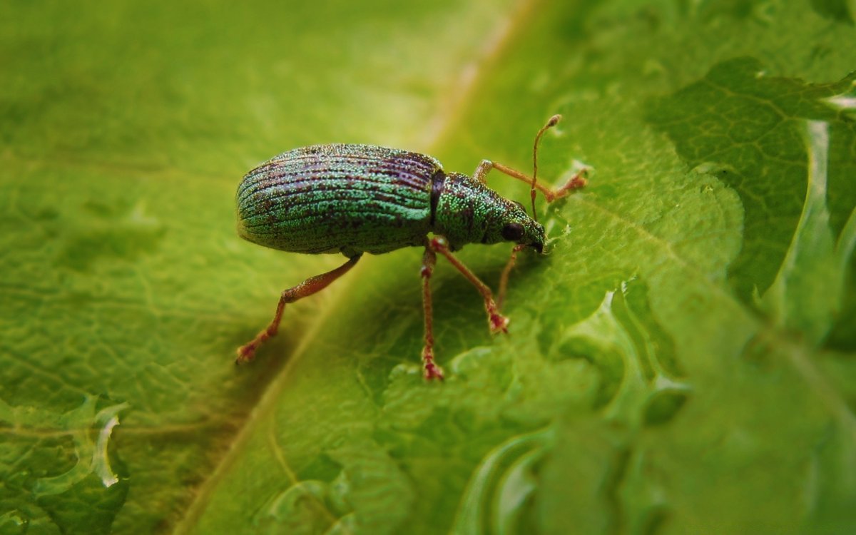 Златка Липовая Жук