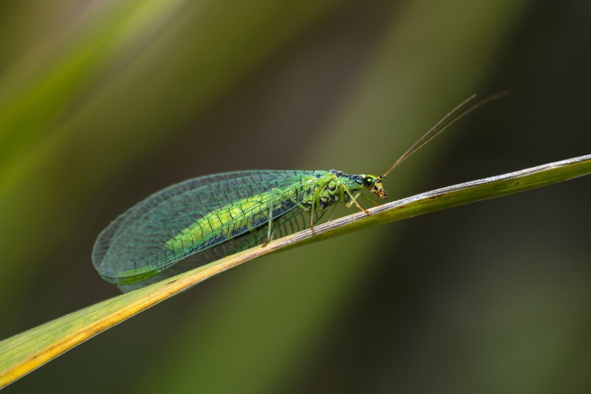 Малинный Жук