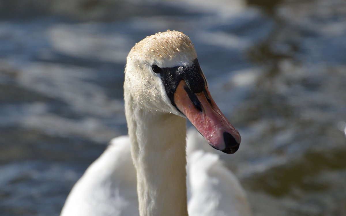 Зубы лебедя фото
