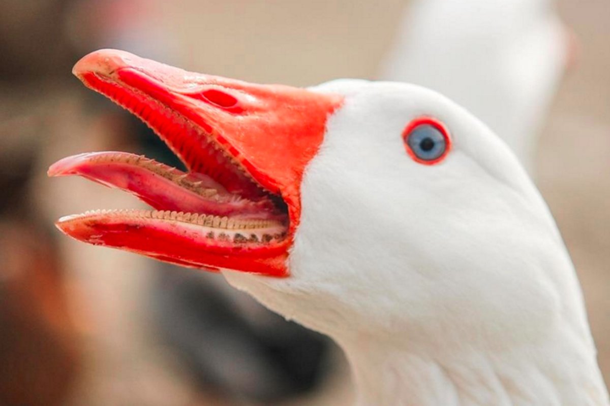 Гусиный клюв