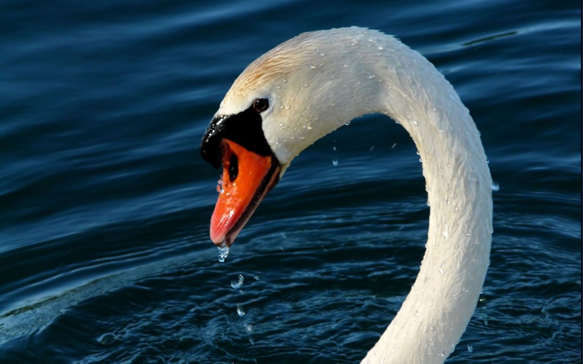 Лебедь-шипун клюв