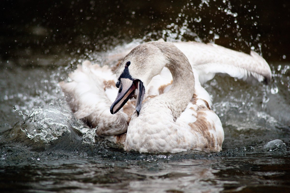 Лебедь смеется