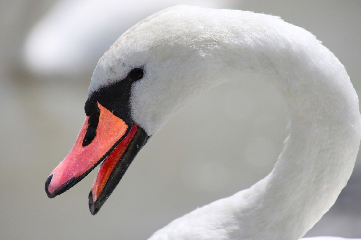 Голова лебедя