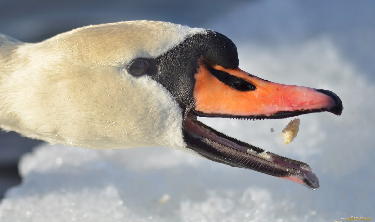 Лебеди Дуся Августина