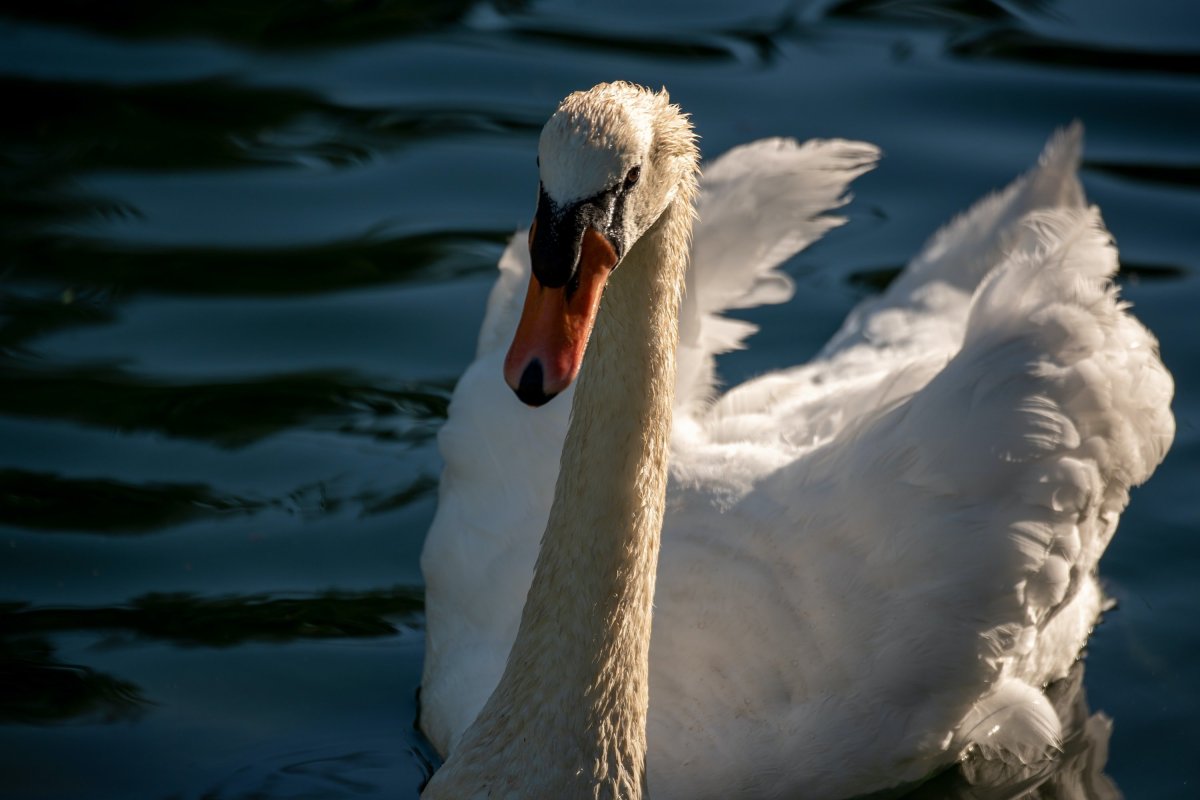 Розовый лебедь