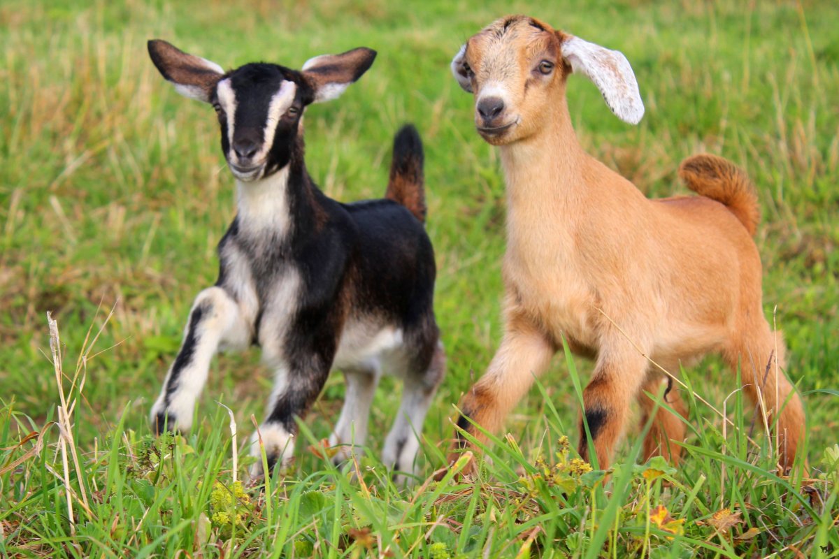 Козы нубийской породы
