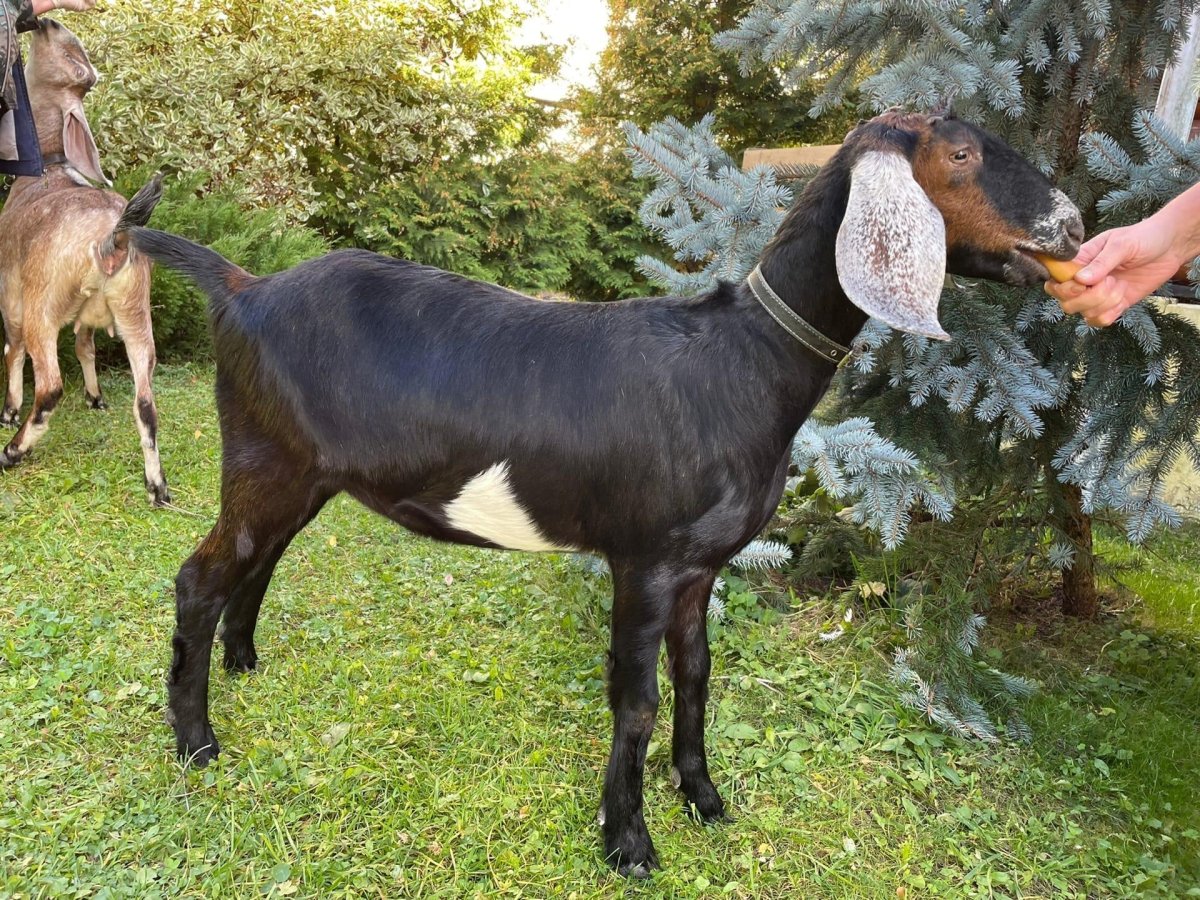 Нубийская коза черная