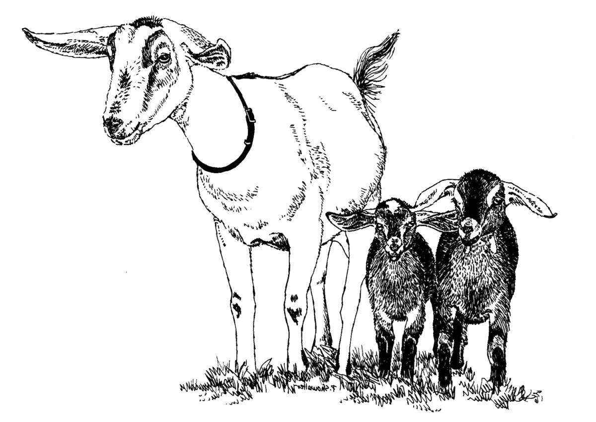 Нубийская порода Козлов