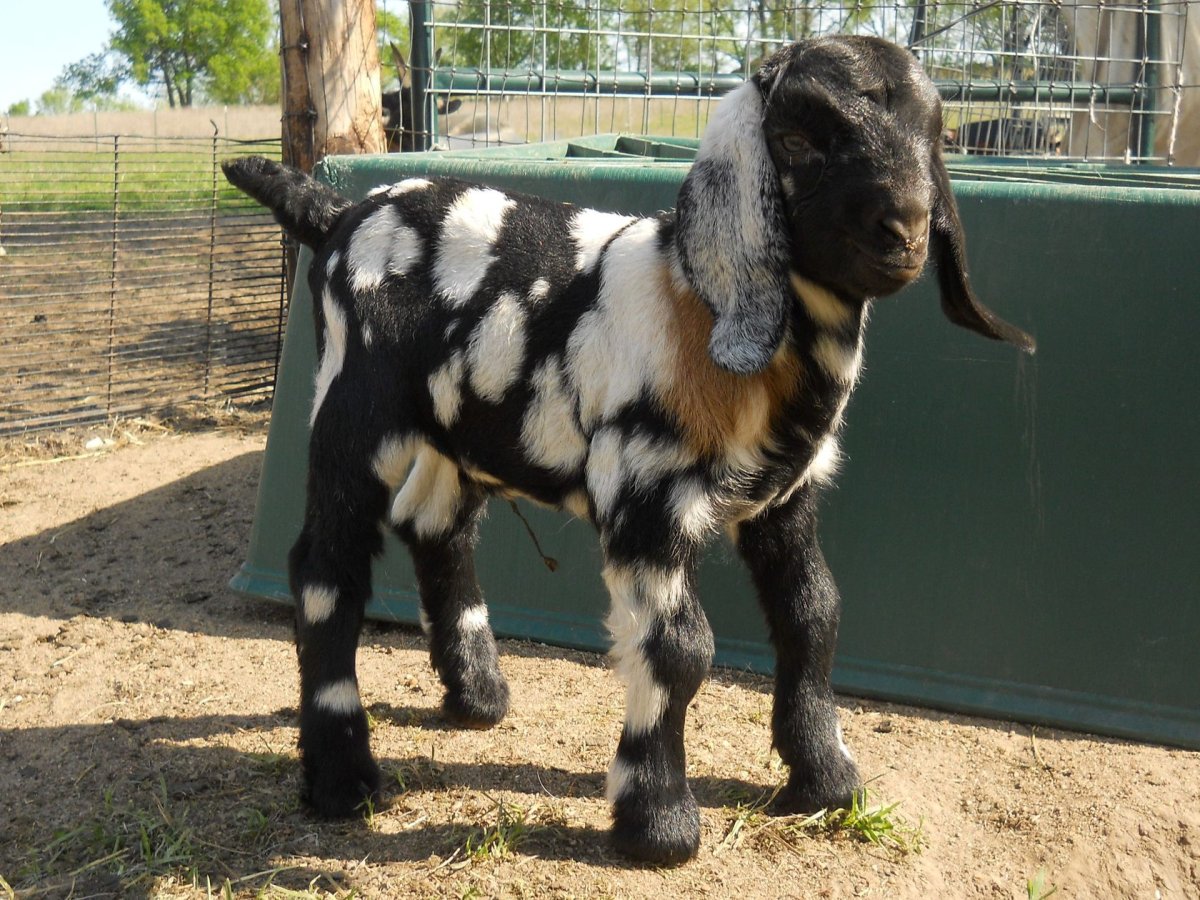 Дойная коза нубийская порода