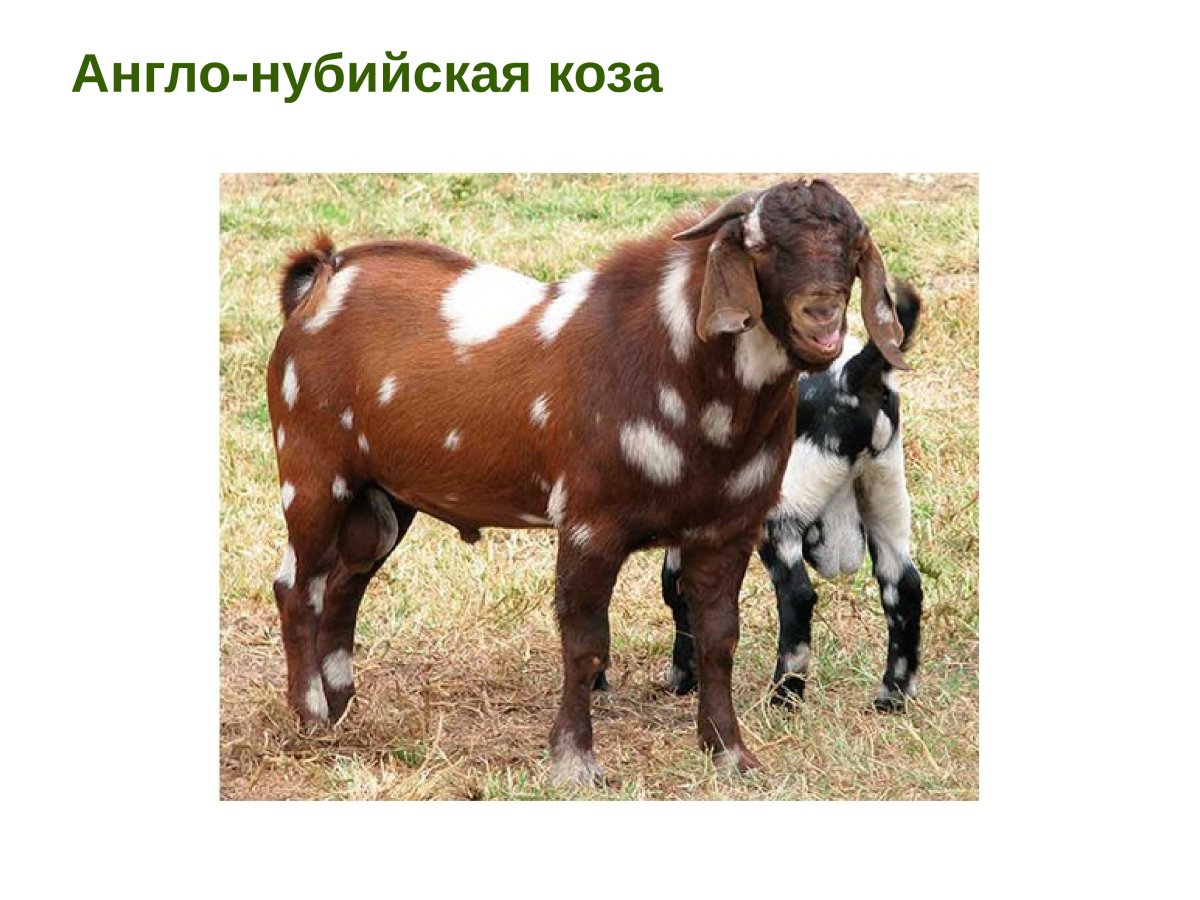 Англо-нубийская коза