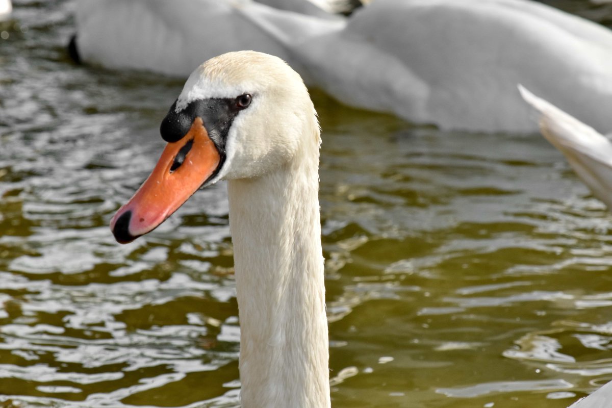 Зубы лебедя