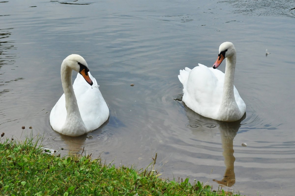 Птичья лапа лебедя шипуна