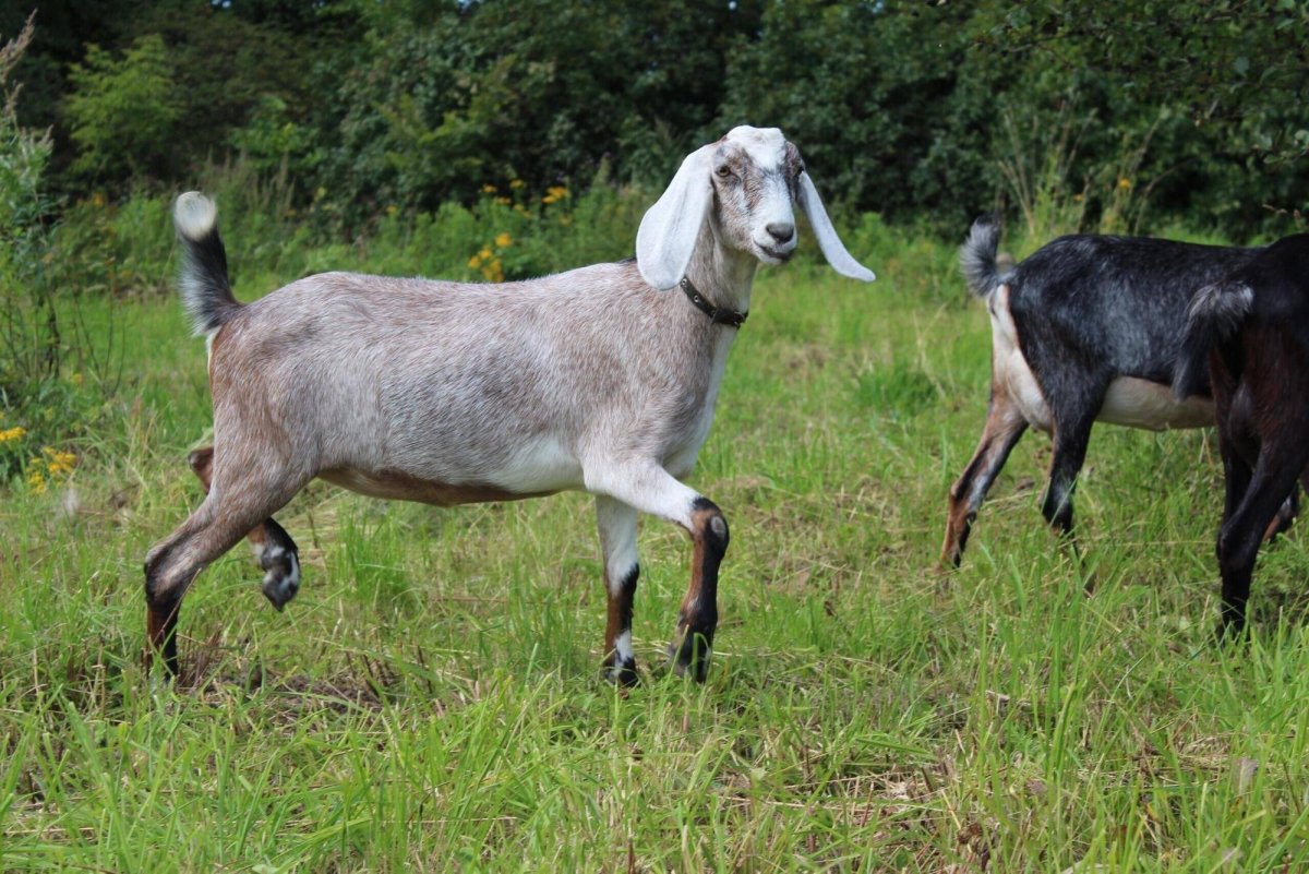 Англо нубийские козы ферма
