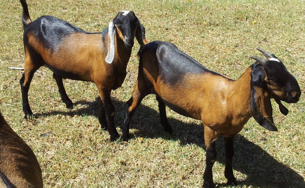 Нубийская коза логотип