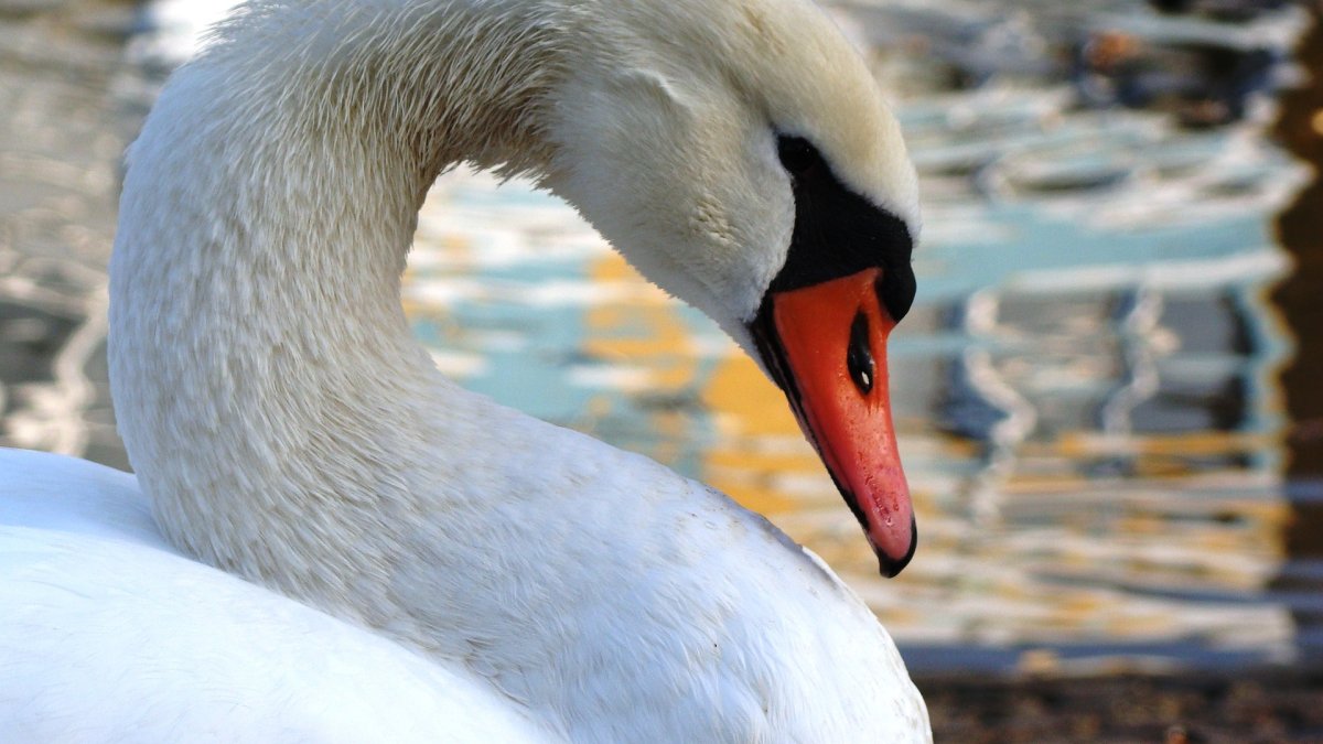 Лебедь фото птицы крупным планом