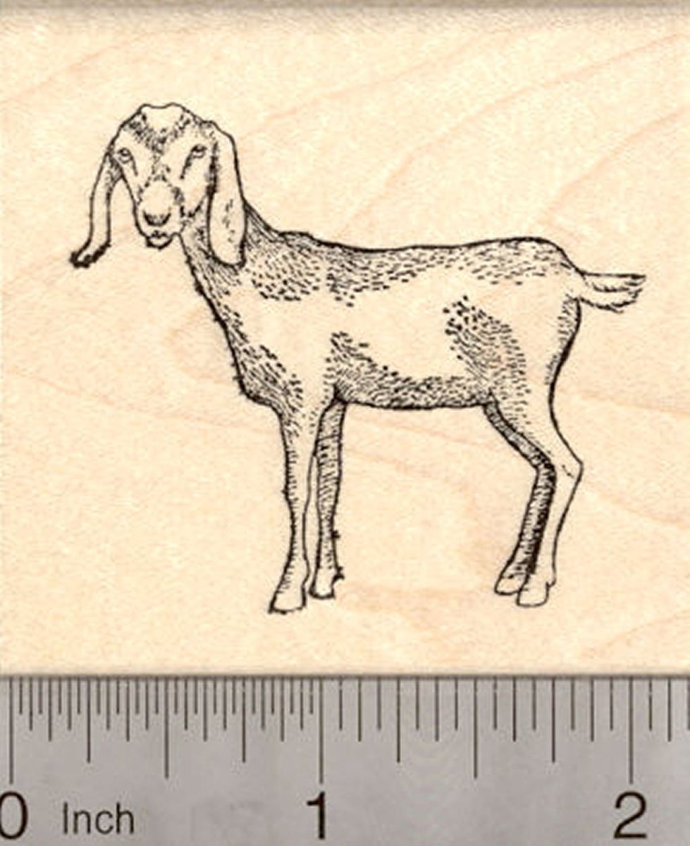 Альпийско нубийские козы