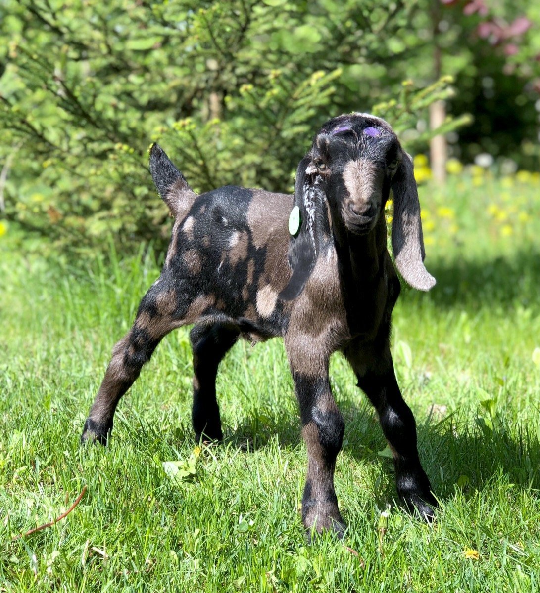 Альпо-нубийские козы