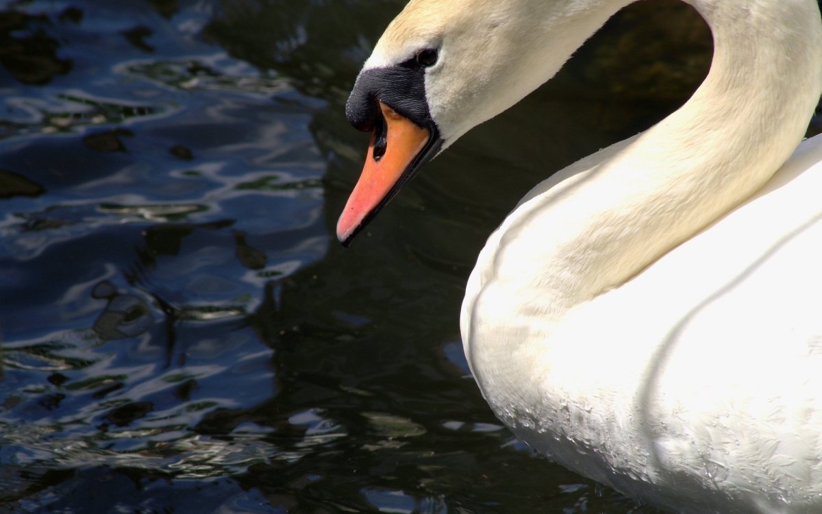 Зубы лебедя