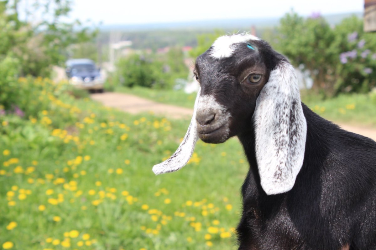 Англо нубийские козы Березовский Свердловская область