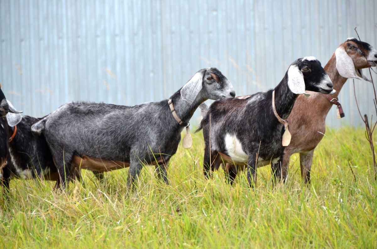 Нубийские козы с рогами