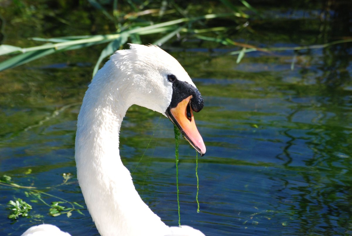 Лебедь с птенцами на спине