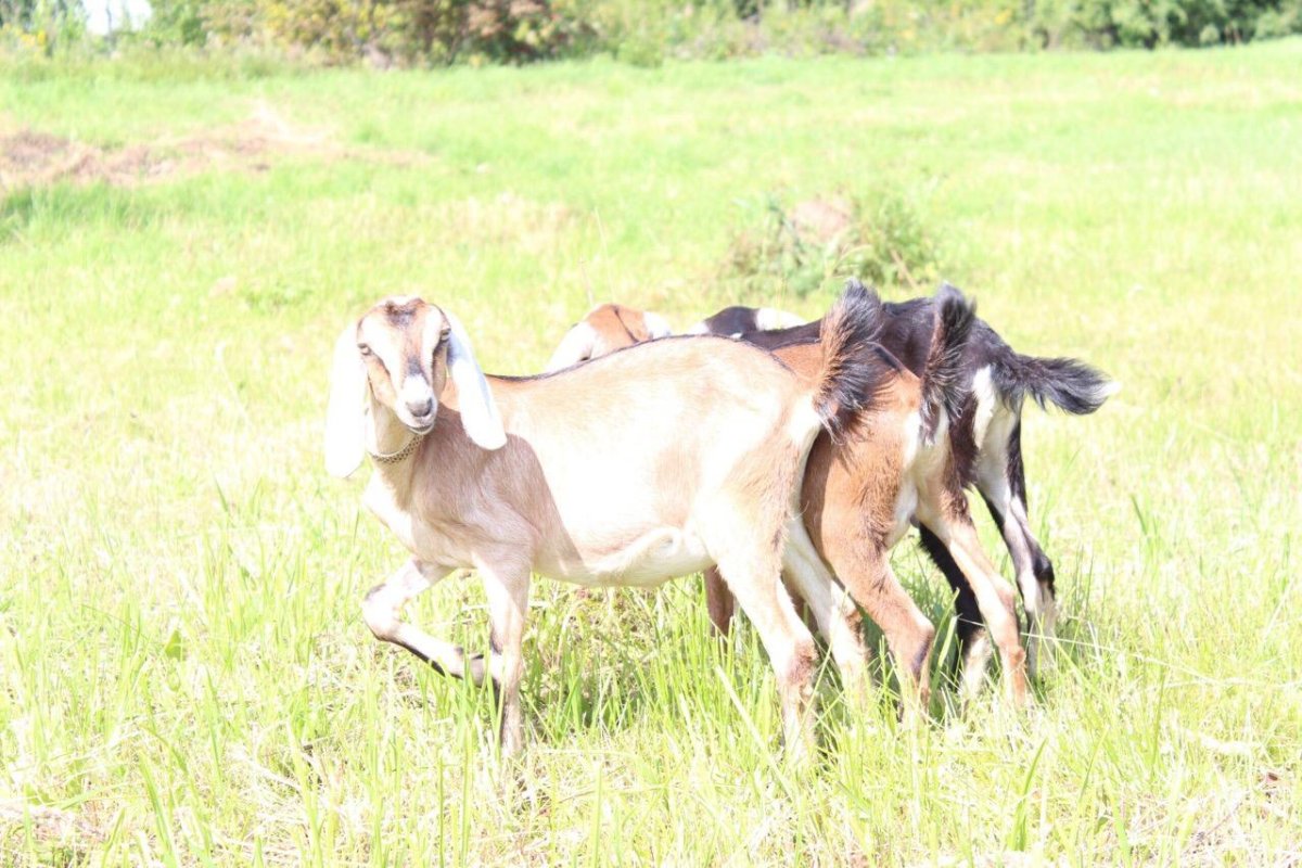 Козы нубийской породы