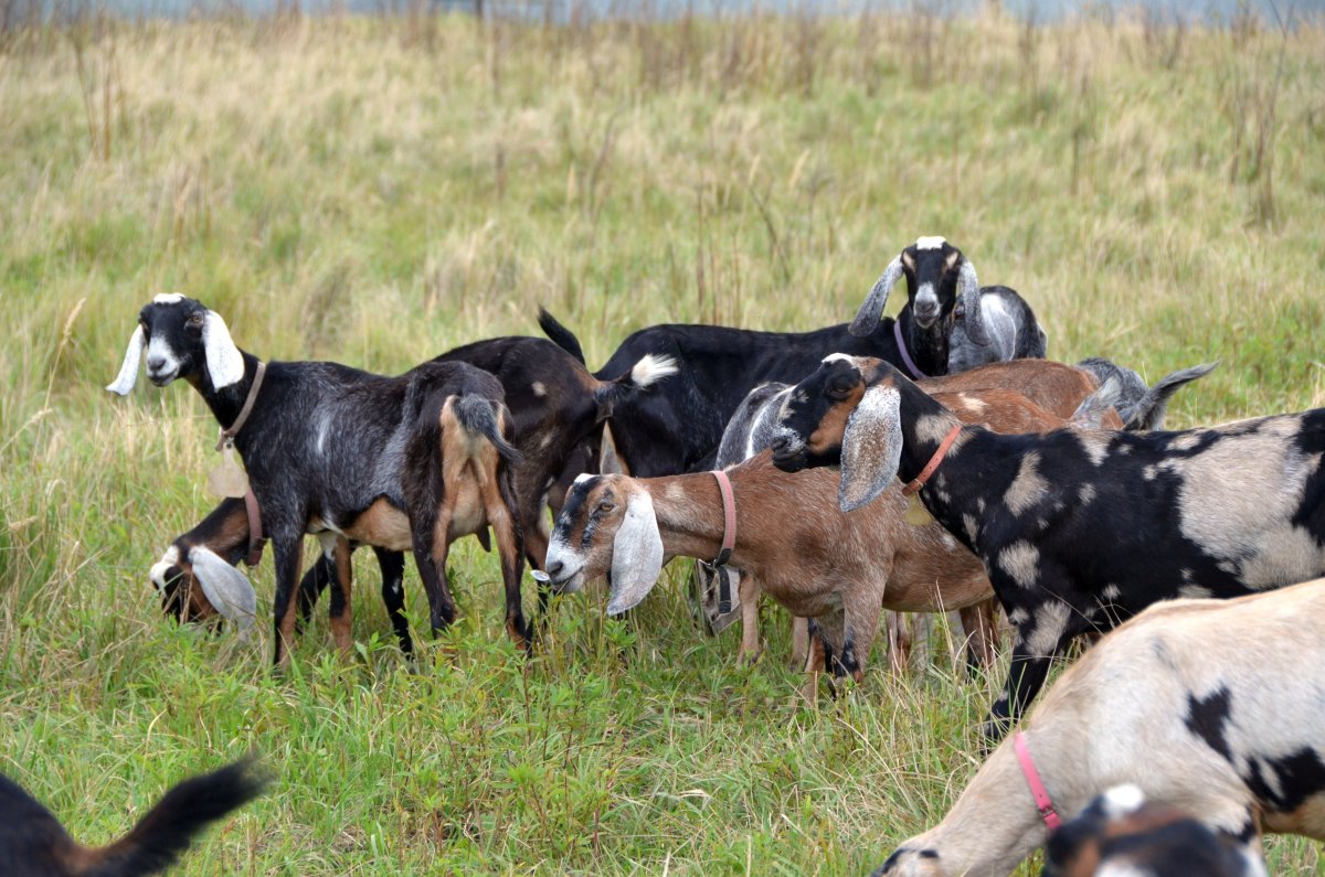 Семкино подворье нубийские козы