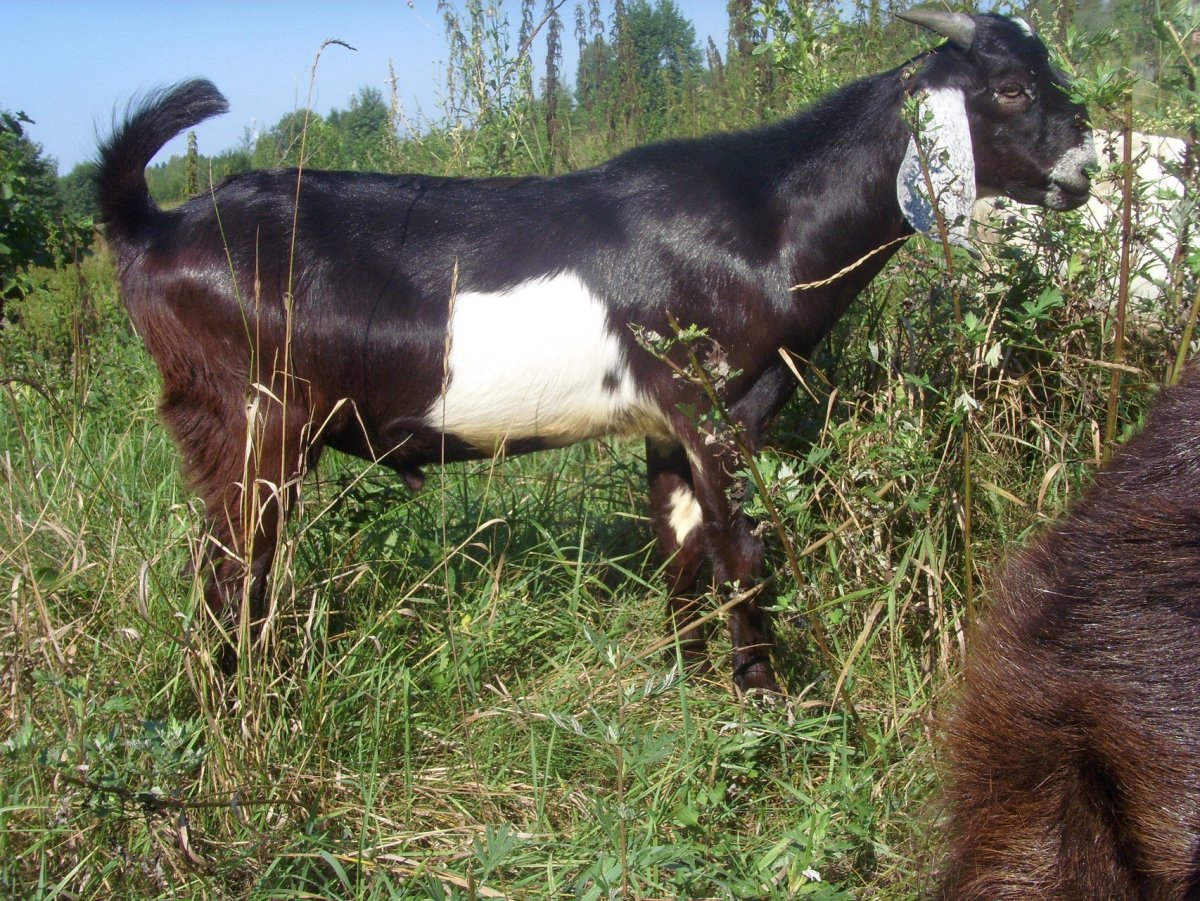 Козлы стадо