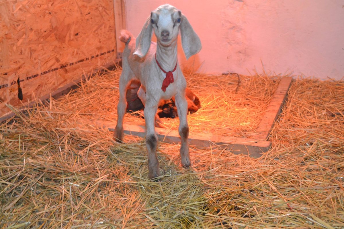 Заано-нубийские козы