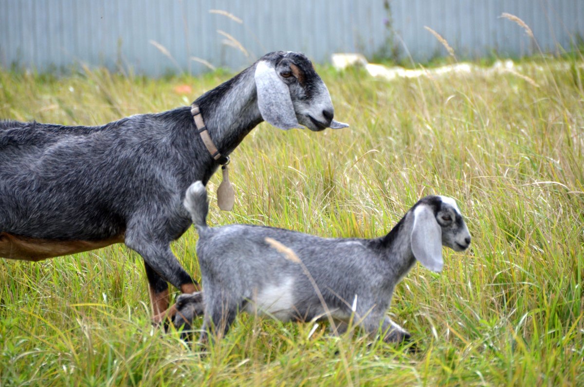 Нубийские козы