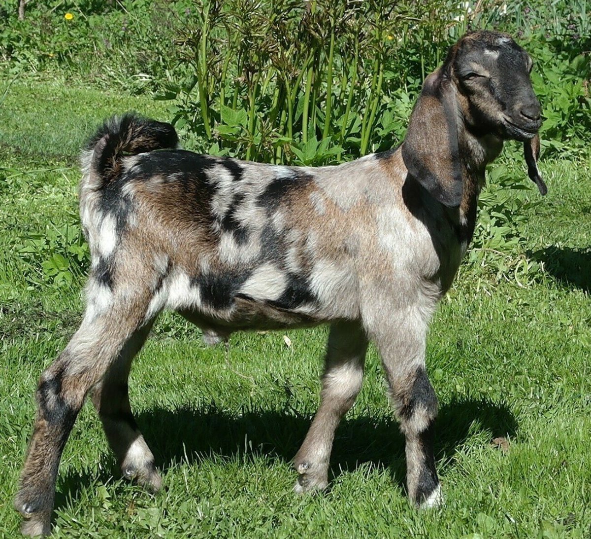 Alpine Goat ADGA