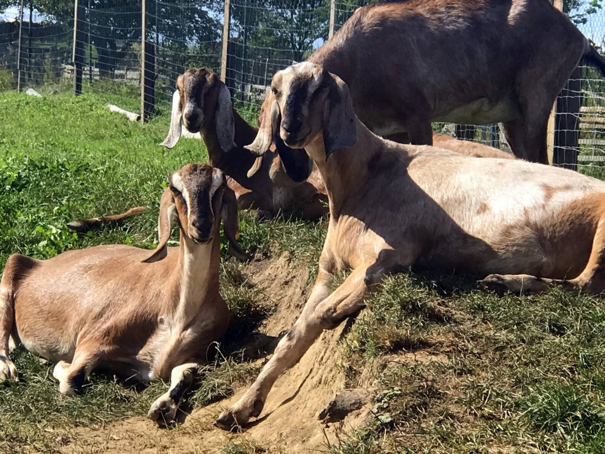 Англо-нубийская коза