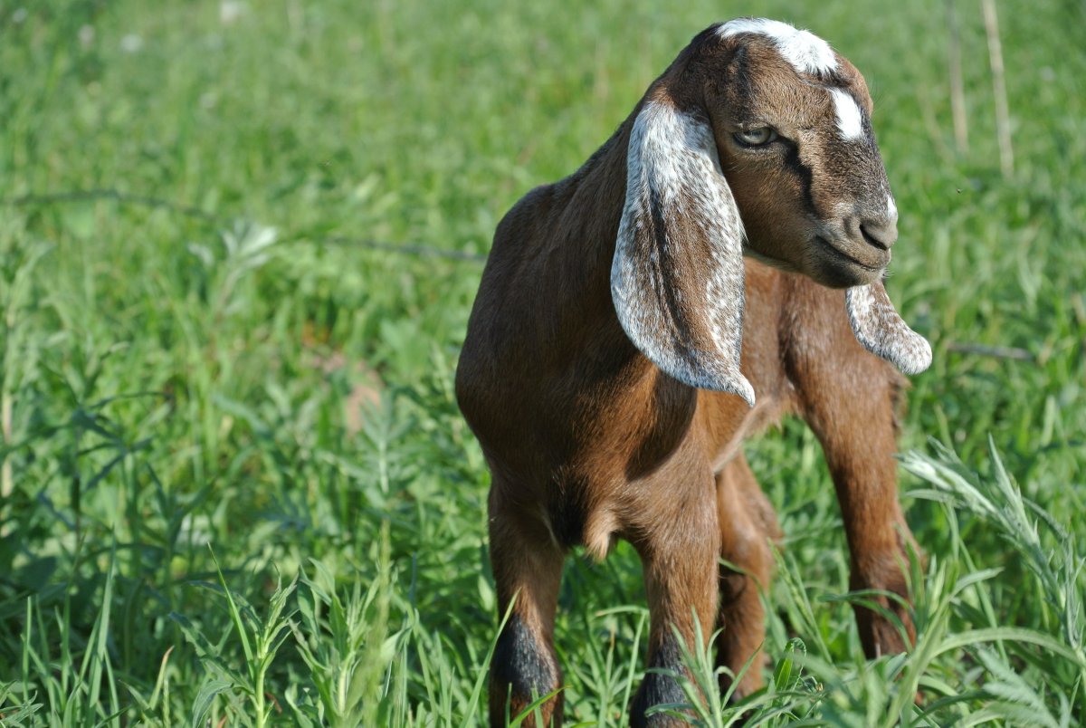 Козы Альпа-нубийской породы