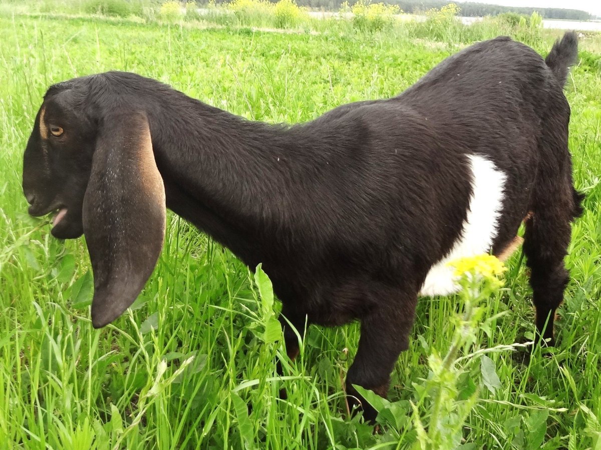 Нубийская порода Козлов