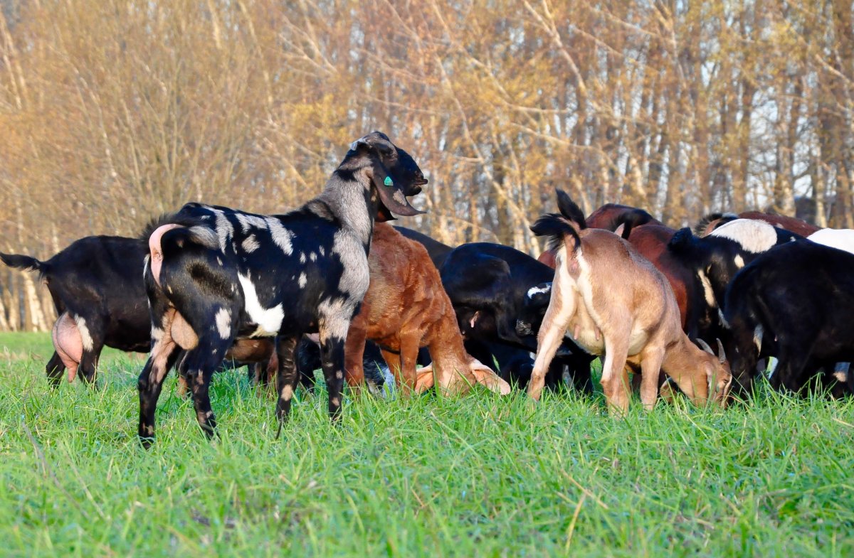 Вислоухие козы нубийский