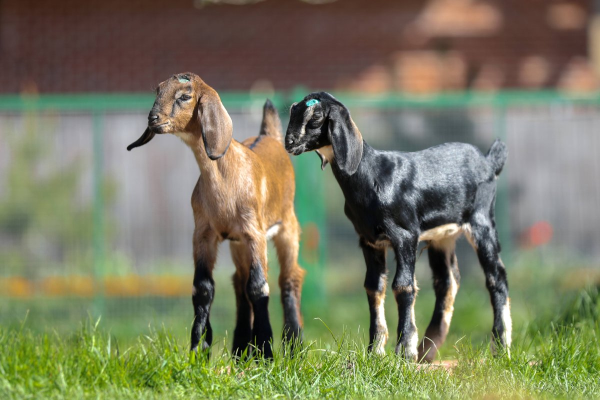Anglo-Nubian Goat