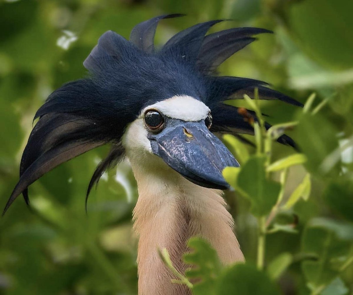 Пернатое чудо