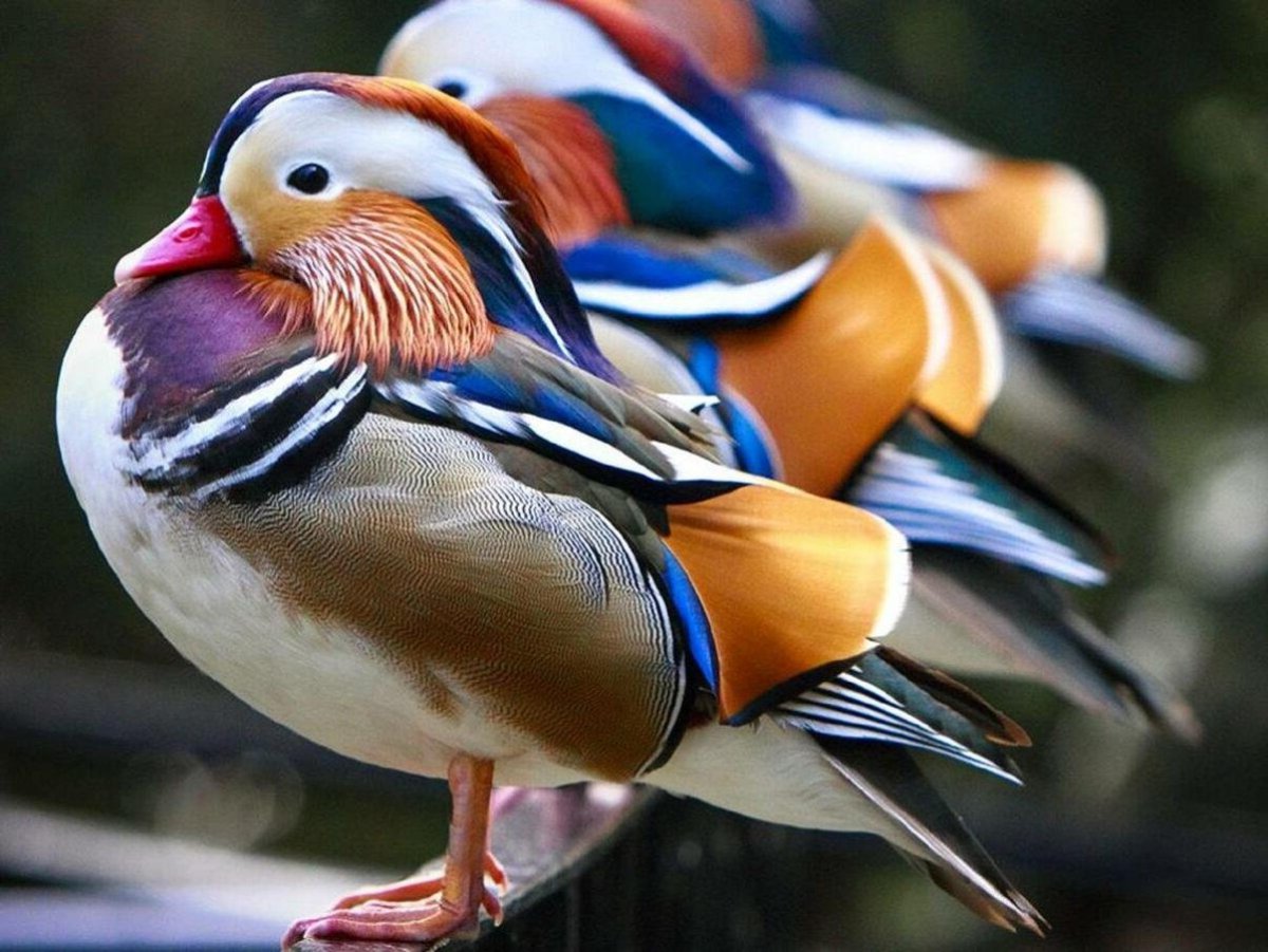 Утка Мандаринка