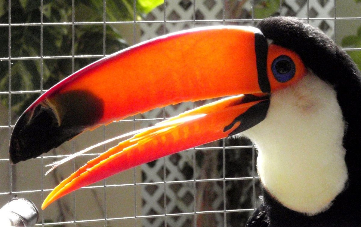 Эпсилон тукана алликор