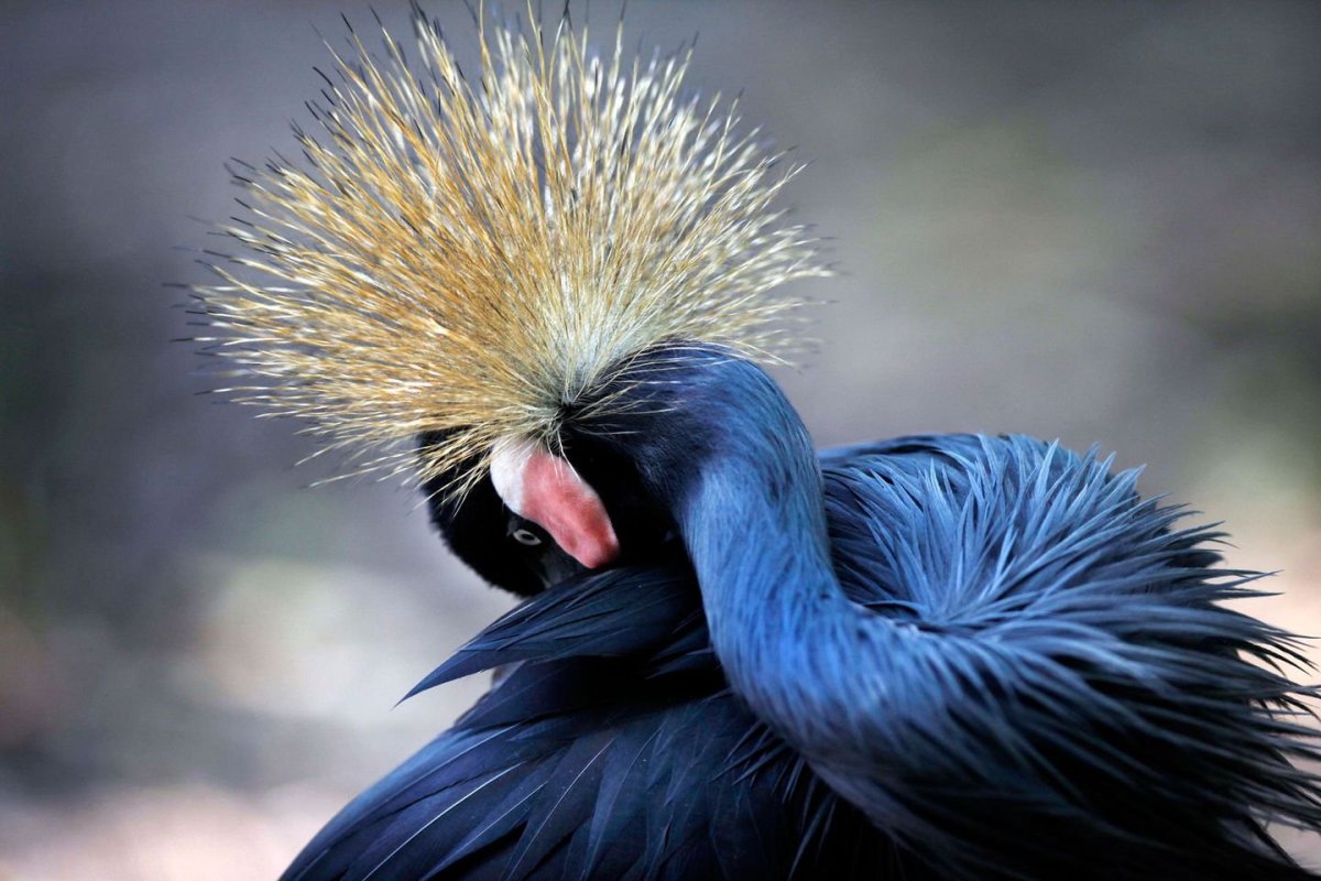 Африканский венценосный журавль