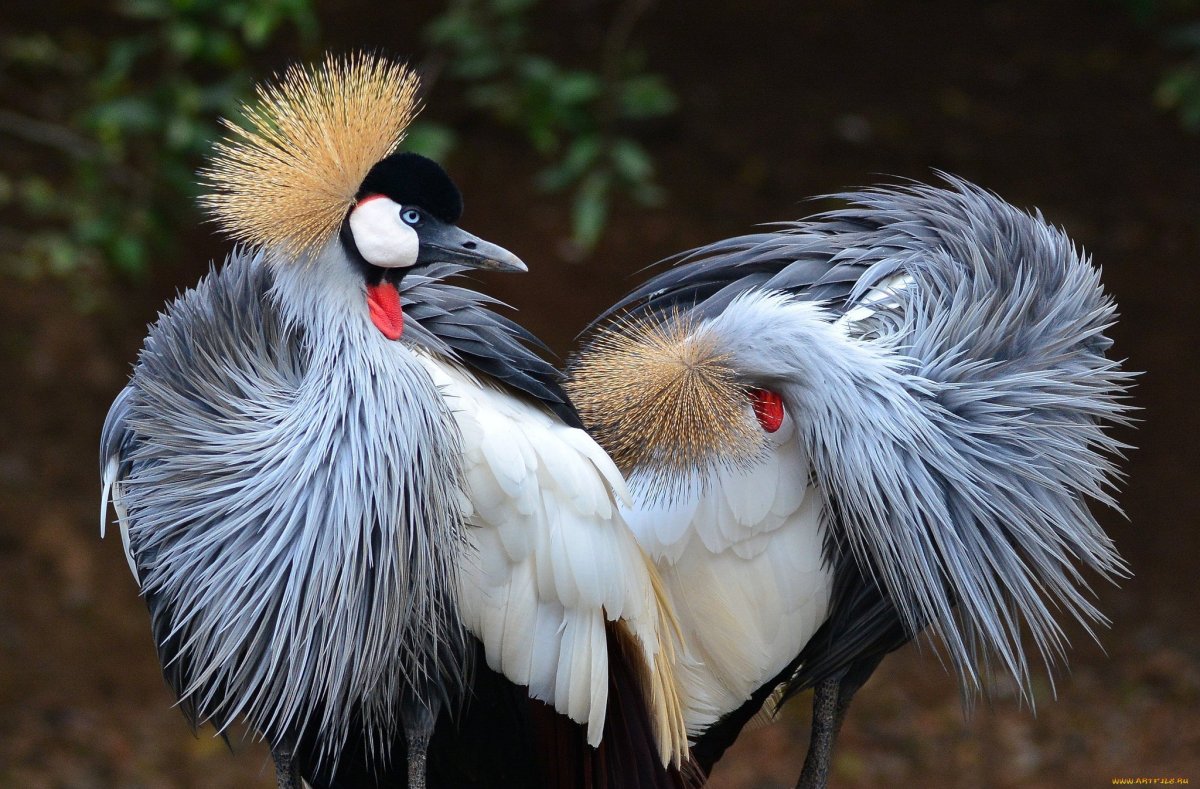 Восточный венценосный журавль