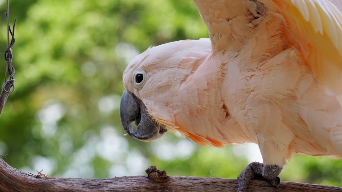 Молуккский Какаду выкормыш самка