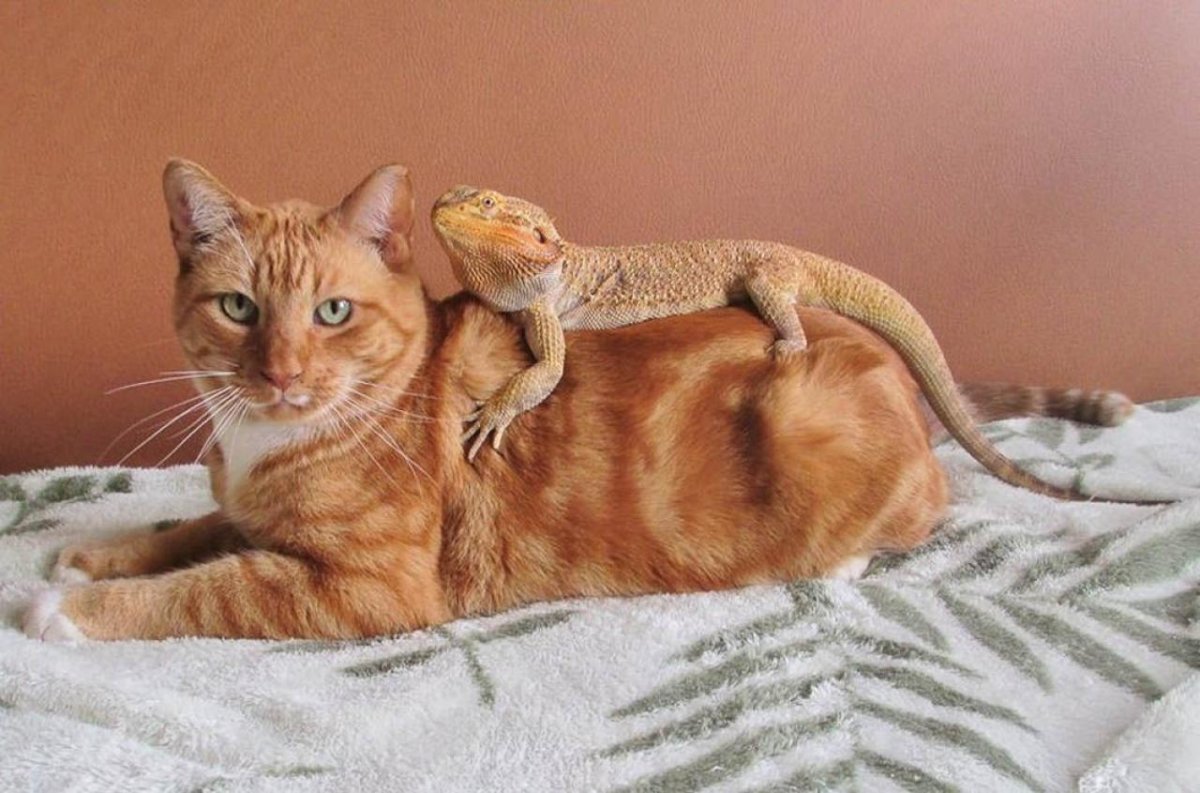 Кошка и ящерица