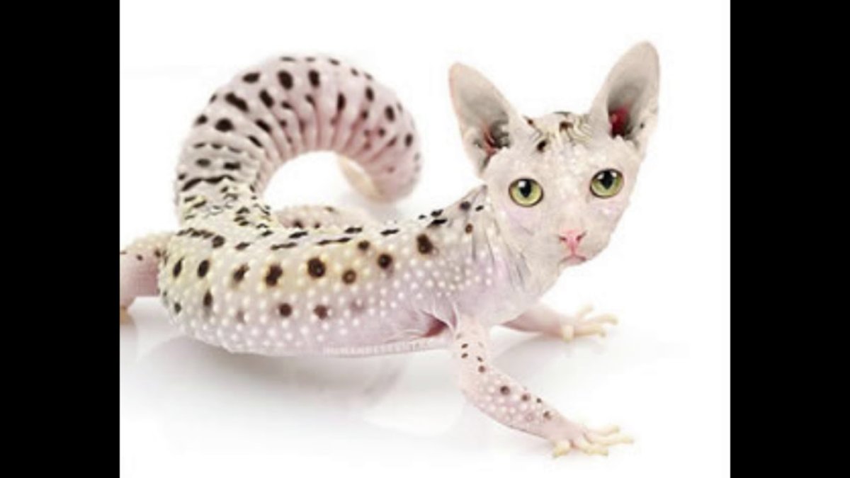 Кошачий эублефар