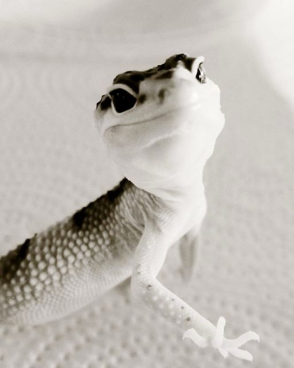 Геккон эублефар белый