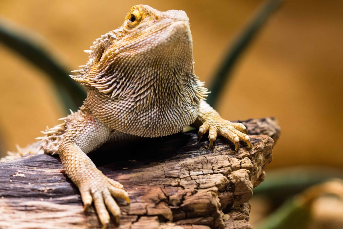 Геккон эублефар улыбается