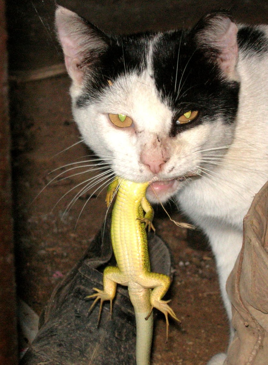 Кошка и ящерица